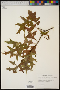 Quercus palustris image