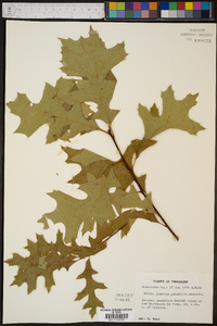 Quercus palustris image