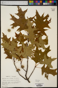 Quercus palustris image