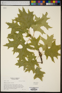 Quercus palustris image