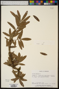 Quercus phellos image