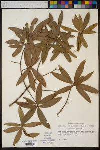 Quercus phellos image