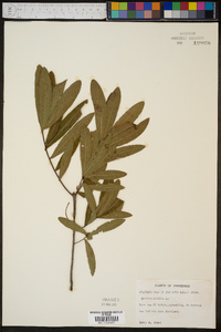 Quercus phellos image