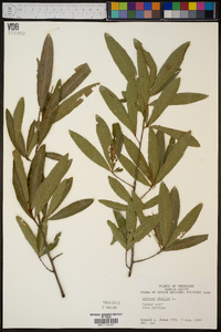 Quercus phellos image