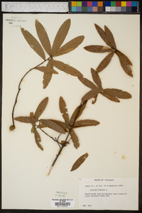 Quercus phellos image