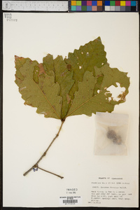 Quercus bicolor image