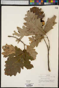 Quercus bicolor image