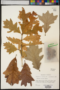 Quercus bicolor image