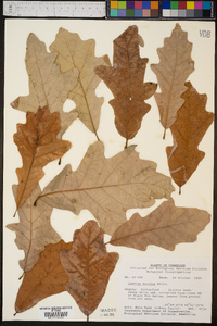 Quercus bicolor image