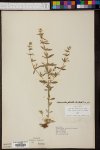 Calamintha nuttallii image