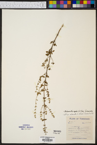 Calamintha nepeta image