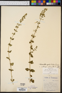 Calamintha nepeta image