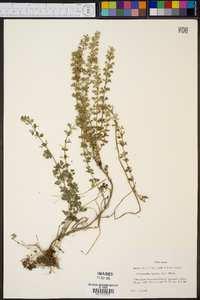 Calamintha nepeta image