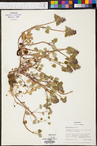 Lamium purpureum image