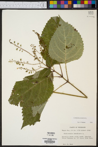 Collinsonia canadensis image