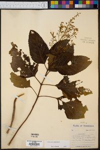 Collinsonia canadensis image