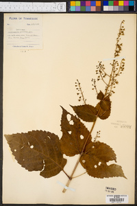 Collinsonia punctata image