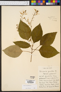 Collinsonia canadensis image