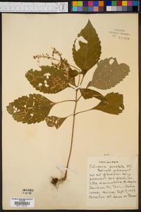 Collinsonia punctata image