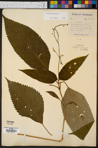 Collinsonia canadensis image