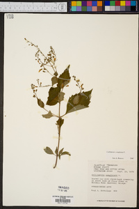 Collinsonia canadensis image