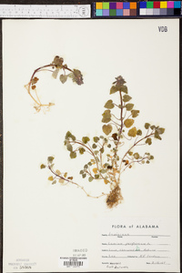 Lamium purpureum image