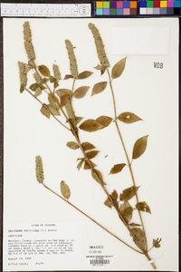 Agastache nepetoides image