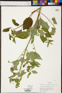 Agastache nepetoides image