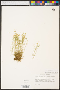 Mononeuria cumberlandensis image