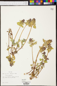 Lamium purpureum image