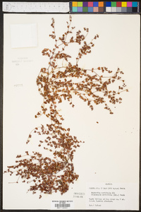 Euphorbia cordifolia image