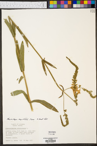 Physostegia angustifolia image