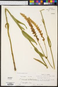 Physostegia denticulata image