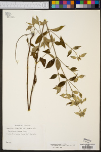 Pycnanthemum incanum image