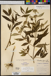 Pycnanthemum pycnanthemoides image