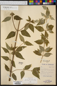 Koellia pycnanthemoides image