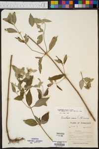 Pycnanthemum incanum image