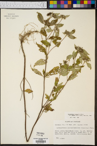 Pycnanthemum incanum image