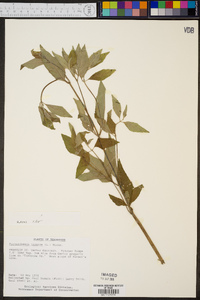 Pycnanthemum incanum image