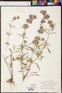 Monarda citriodora image