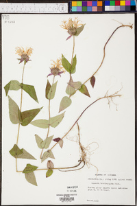 Monarda bradburiana image