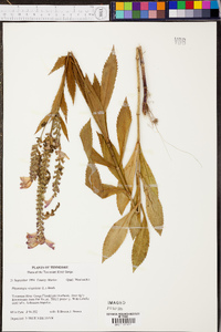 Physostegia virginiana image