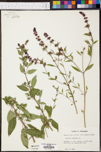 Mentha × piperita image