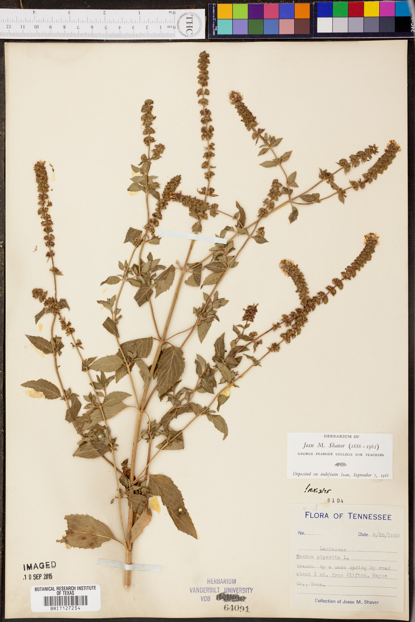 Mentha × piperita image