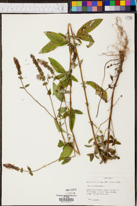 Mentha × piperita image