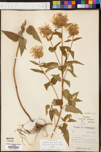 Monarda fistulosa subsp. fistulosa image