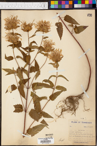 Monarda fistulosa subsp. fistulosa image