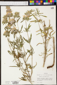 Monarda citriodora image