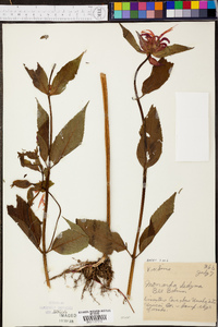 Monarda didyma image