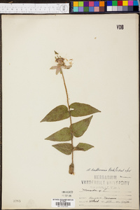 Monarda bradburiana image